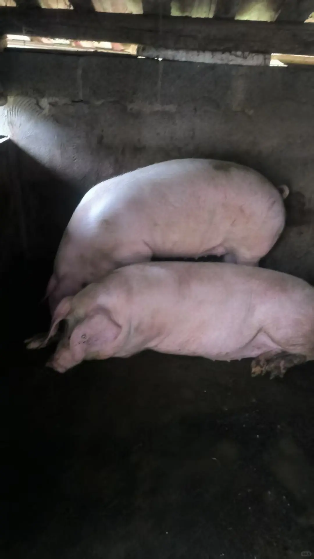 �������������������ʳ��