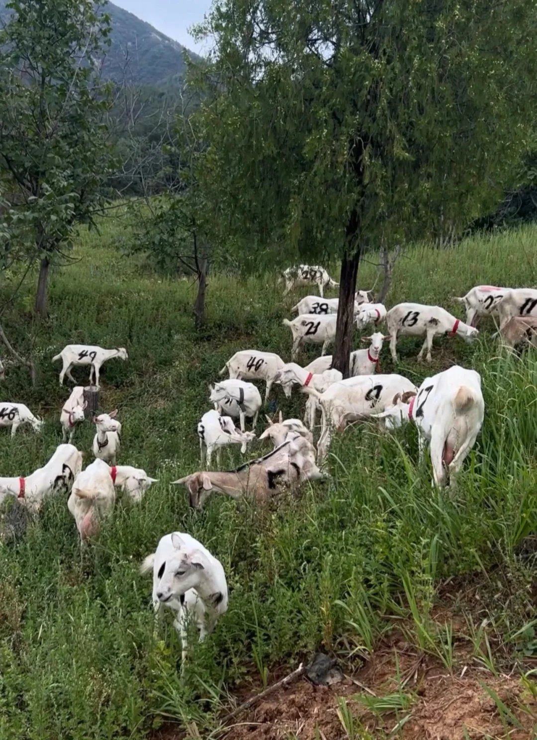 为什么都说羊奶贵?