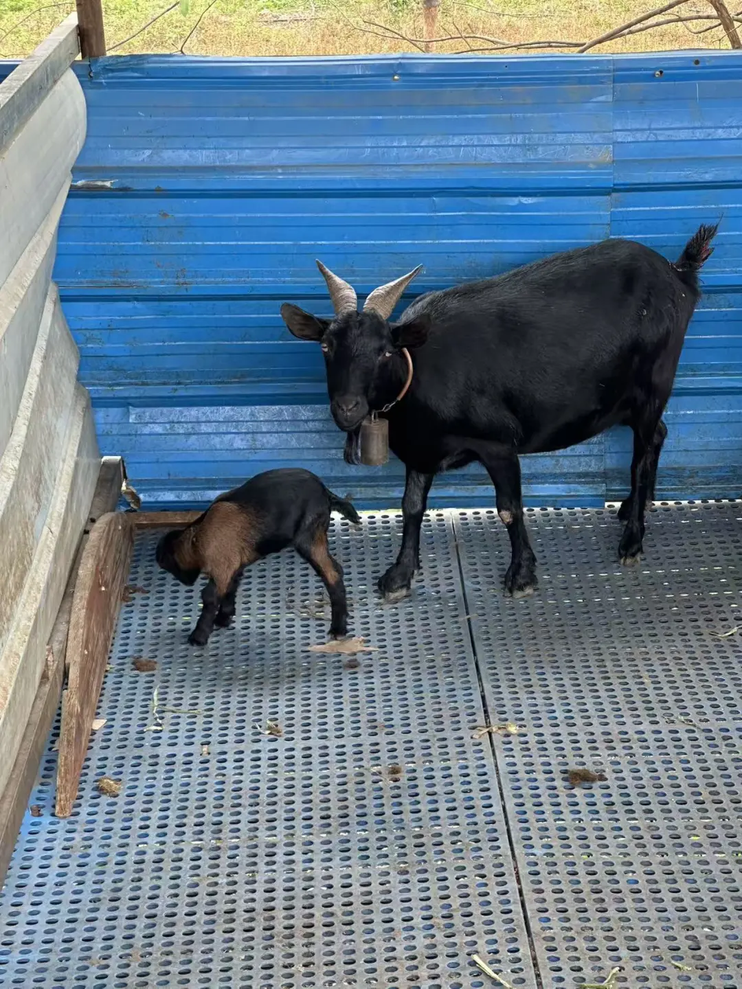 15��������ᣬ�����Դ򣬻�Բݣ�500/��