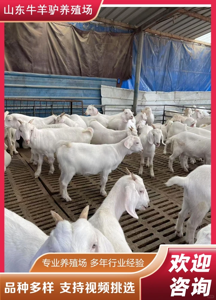 ͭ�ʺ�ɽ��۸�