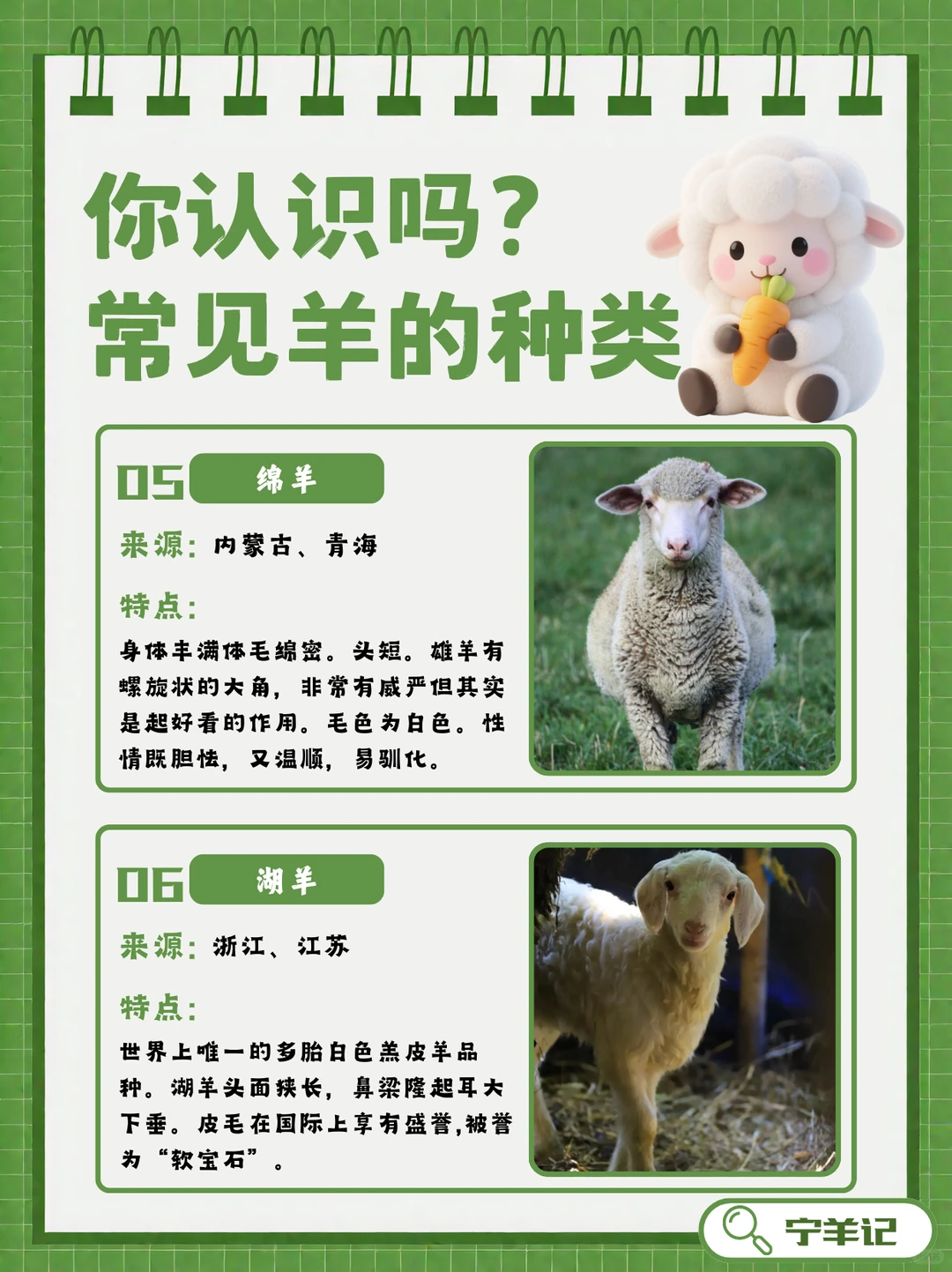 盘点羊品种?|原来盐池滩羊才是美味担当