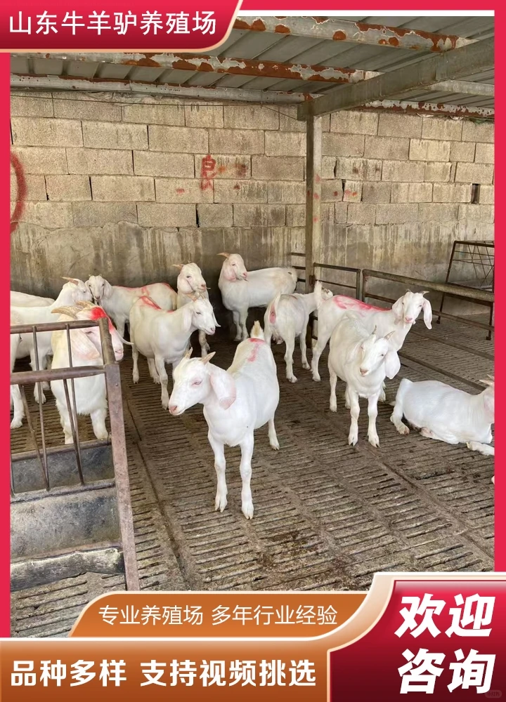 ͭ�ʺ�ɽ��۸�