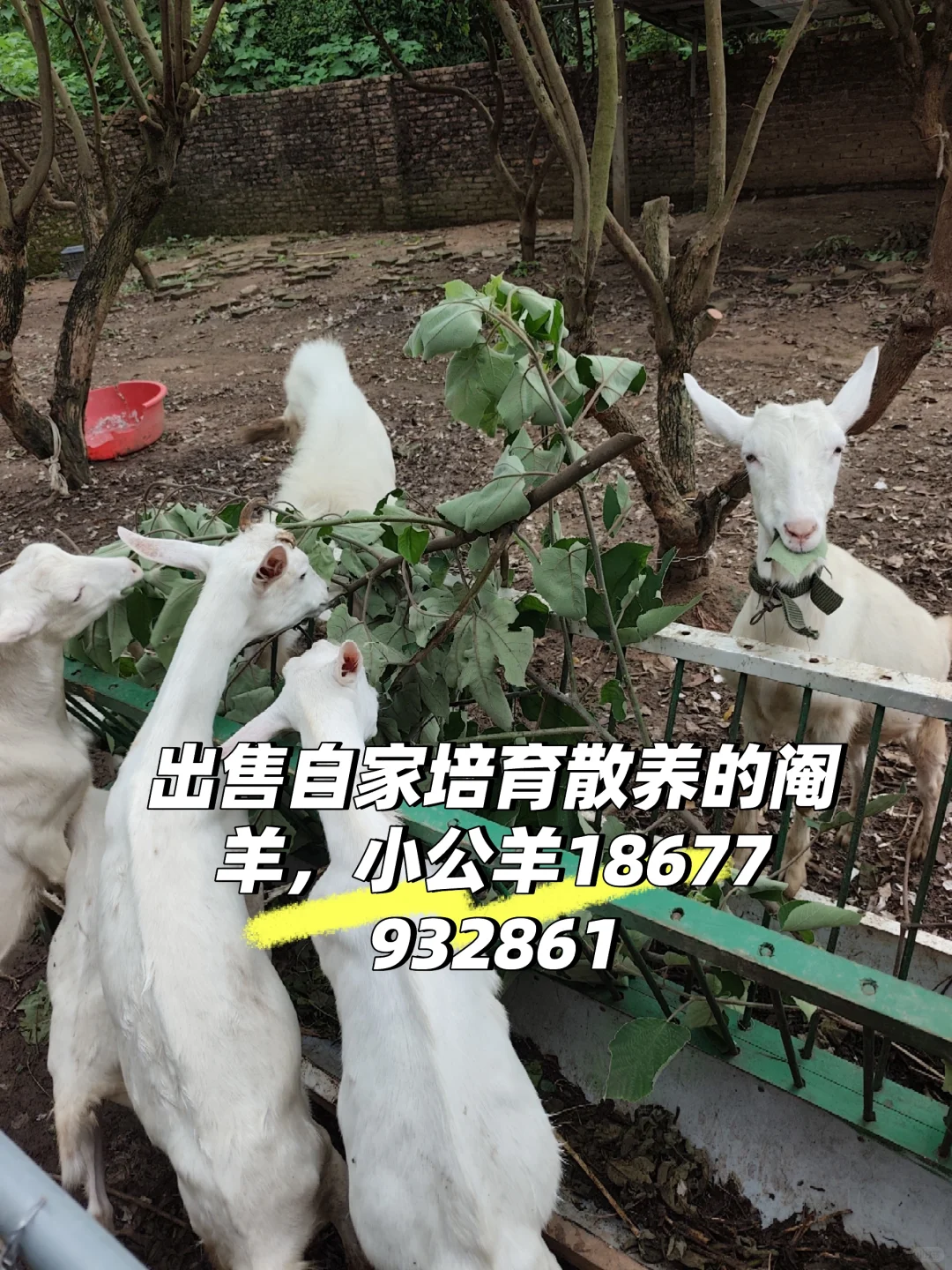 ��������С�����Լҷ�ֳɢ��