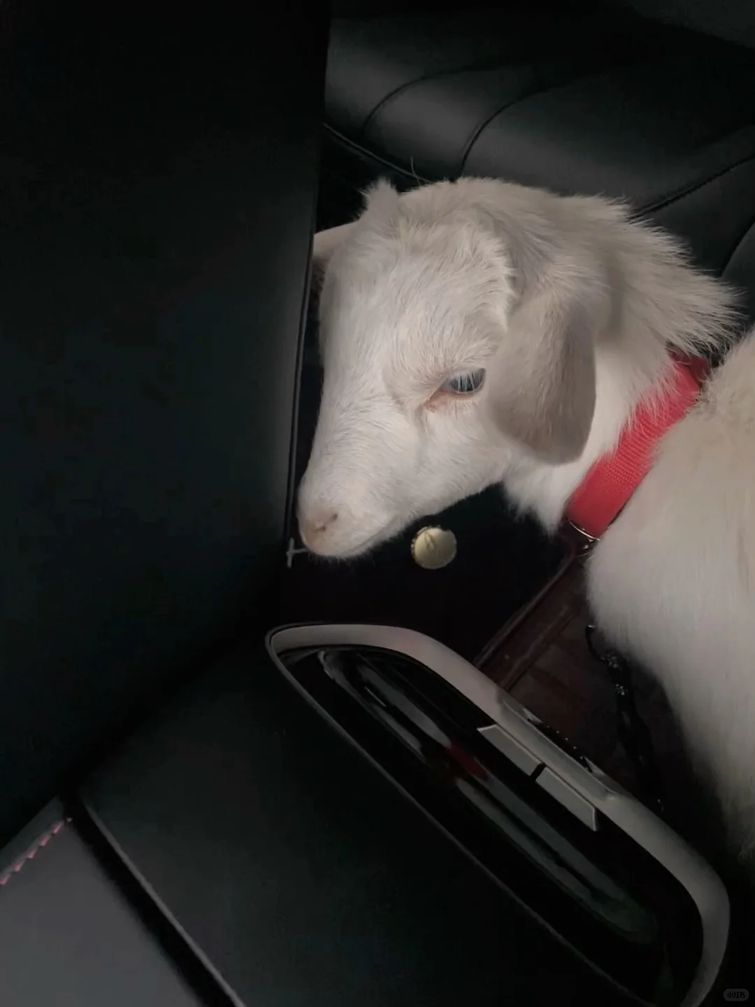 �Ұ�Ī��������һֻС�򡭡�