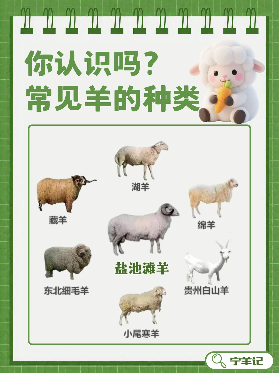 盘点羊品种?|原来盐池滩羊才是美味担当