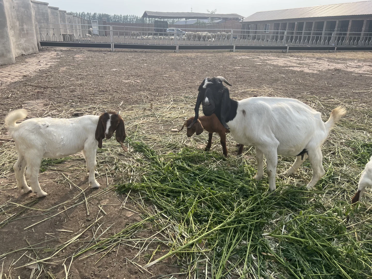 ������Ƹ������Ա