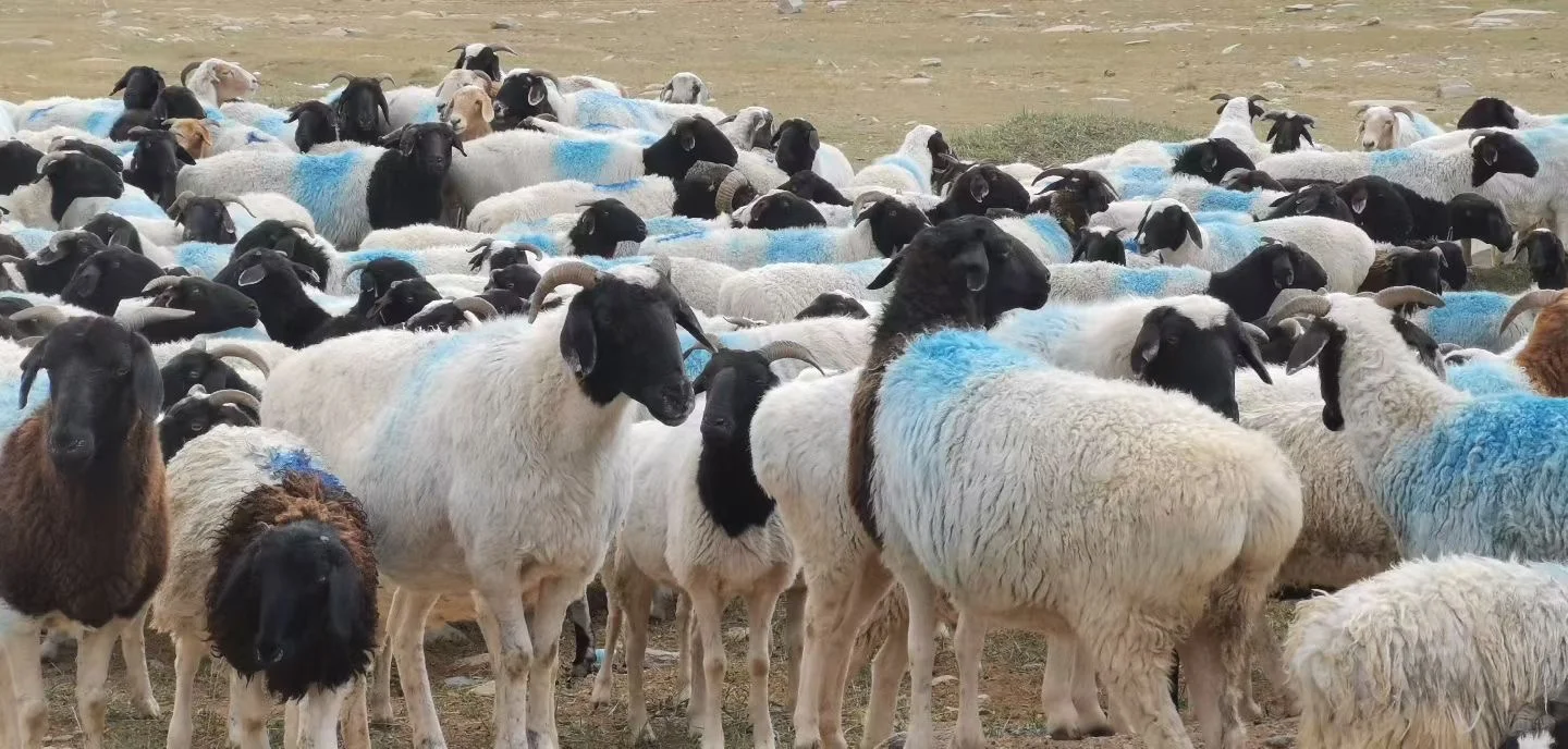 �½���ͷ��Ϊʲô�ó���