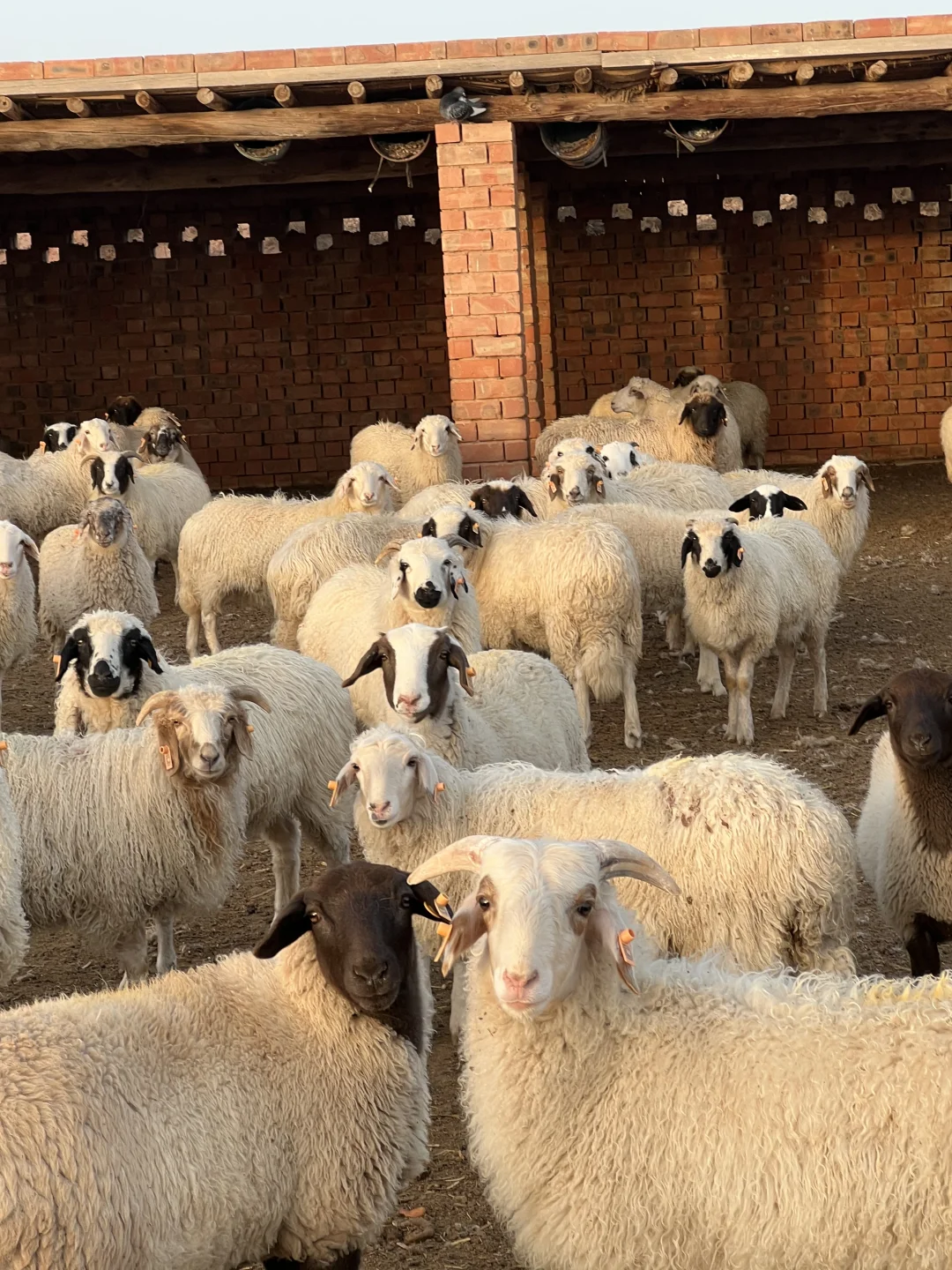 �����γ�̲�������ֻ30��1328Ԫ