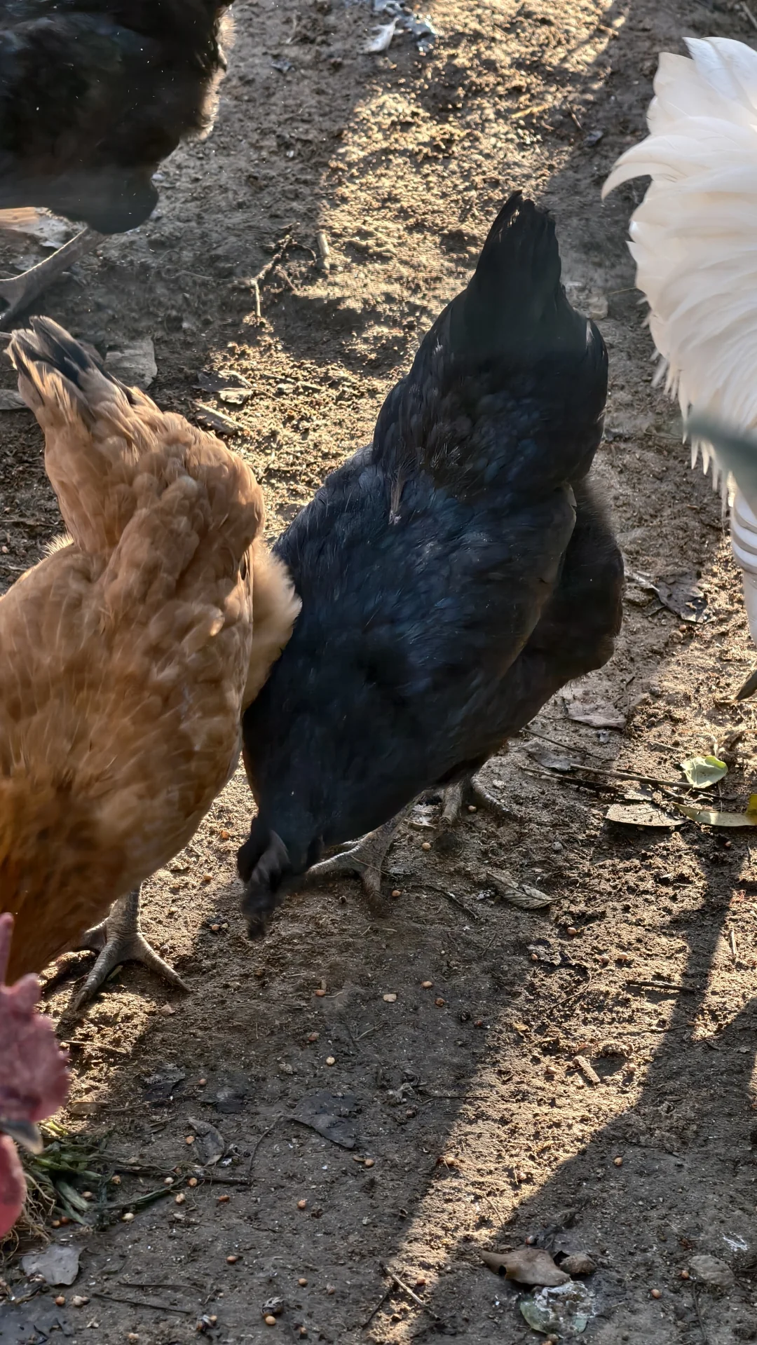 ����ƪ|�Ϸ�������