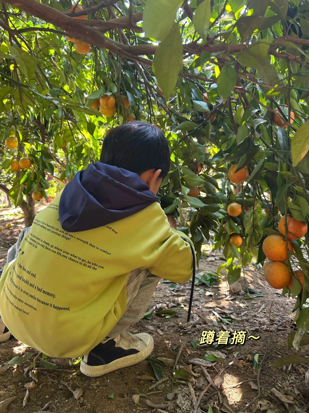绍兴|带娃去做竹筒饭烤番薯摘橘子捡鸡蛋啦