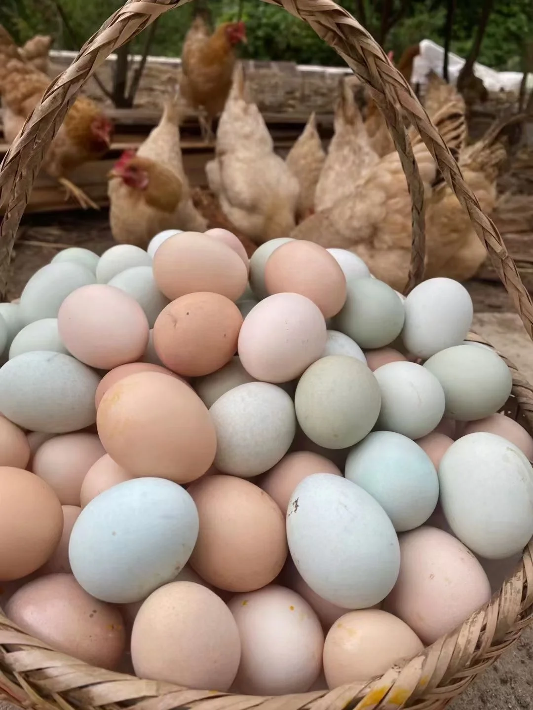 ũ������ɢ��������