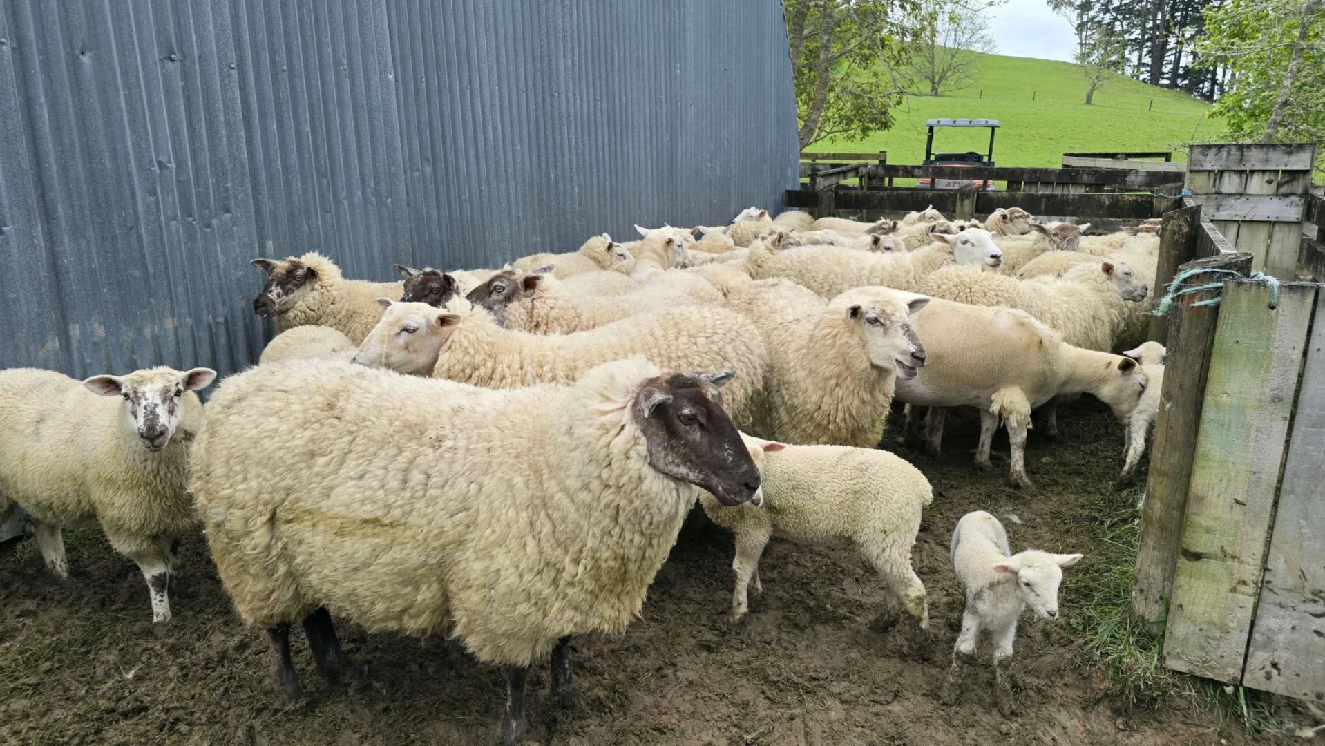 ���Ѽ�ũ��������