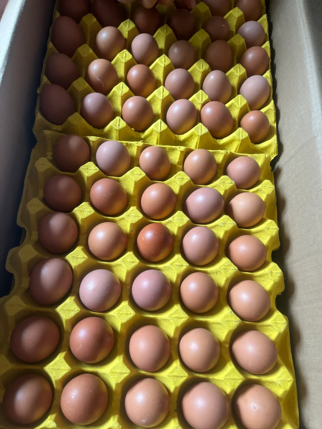 ��ǳ����� ����ֱ��