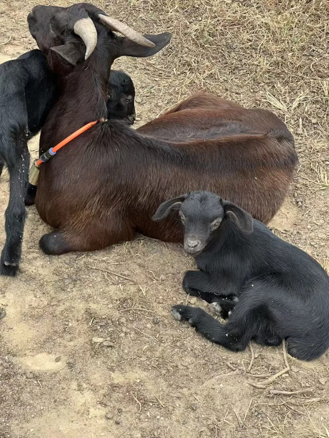 15��������ᣬ�����Դ򣬻�Բݣ�500/��