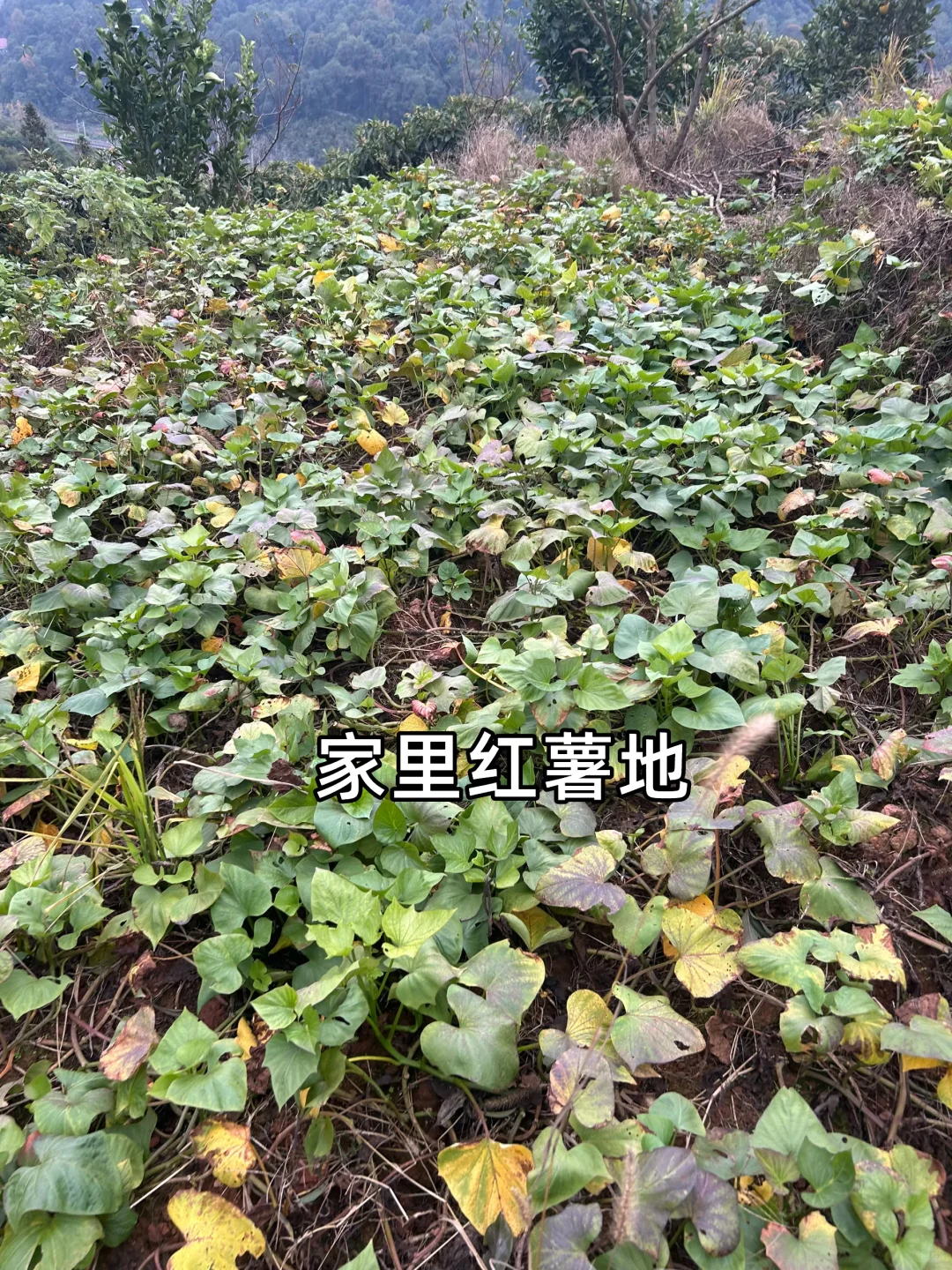 ���º�����������+Ԥ��