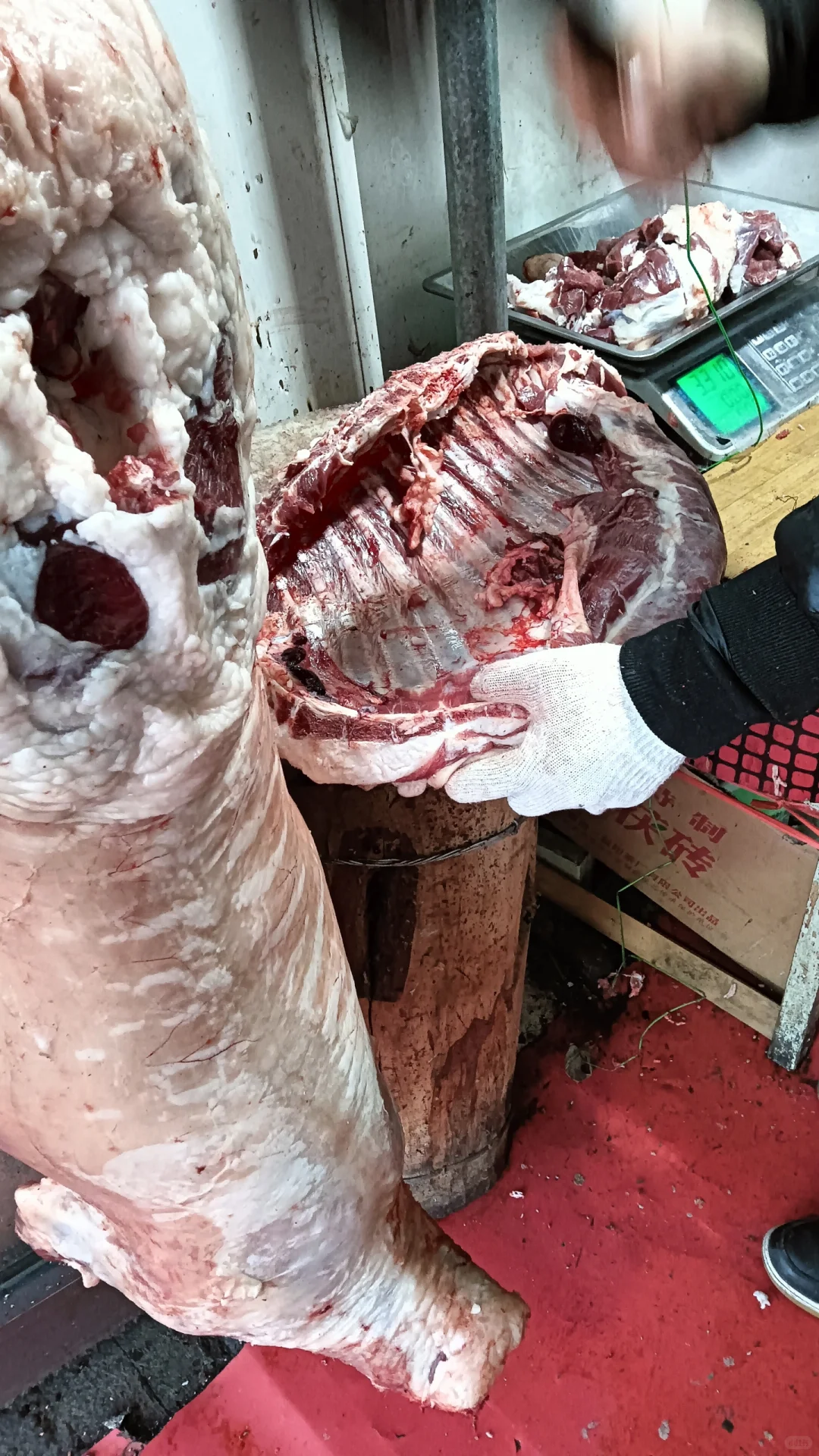 ����³ľ������������˰�ֻ��ɱ����