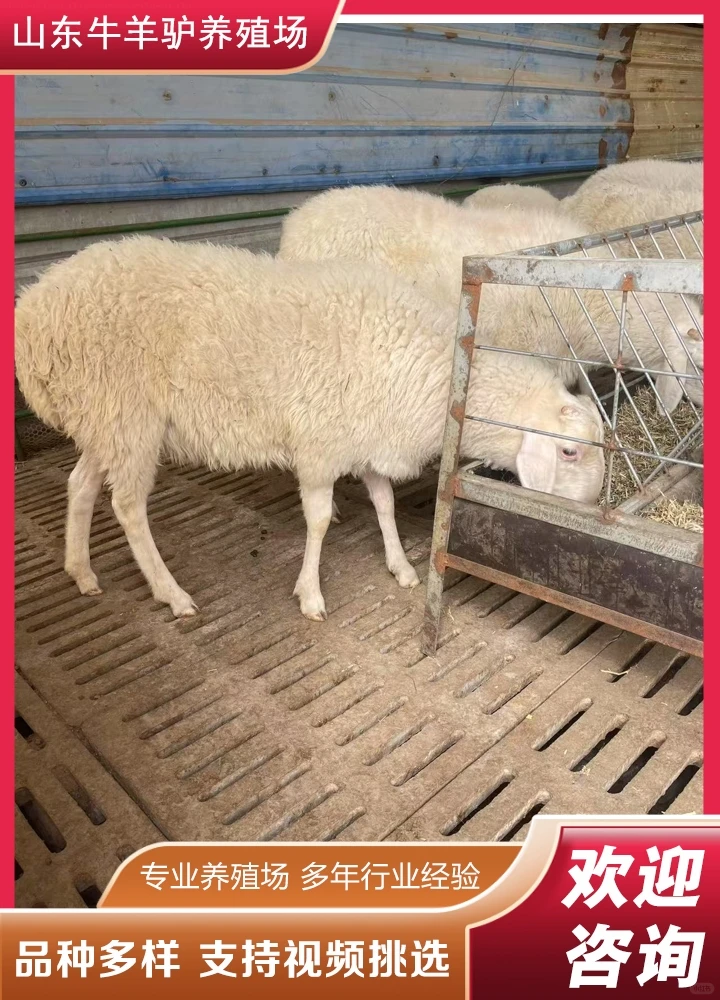 ����ĸ������