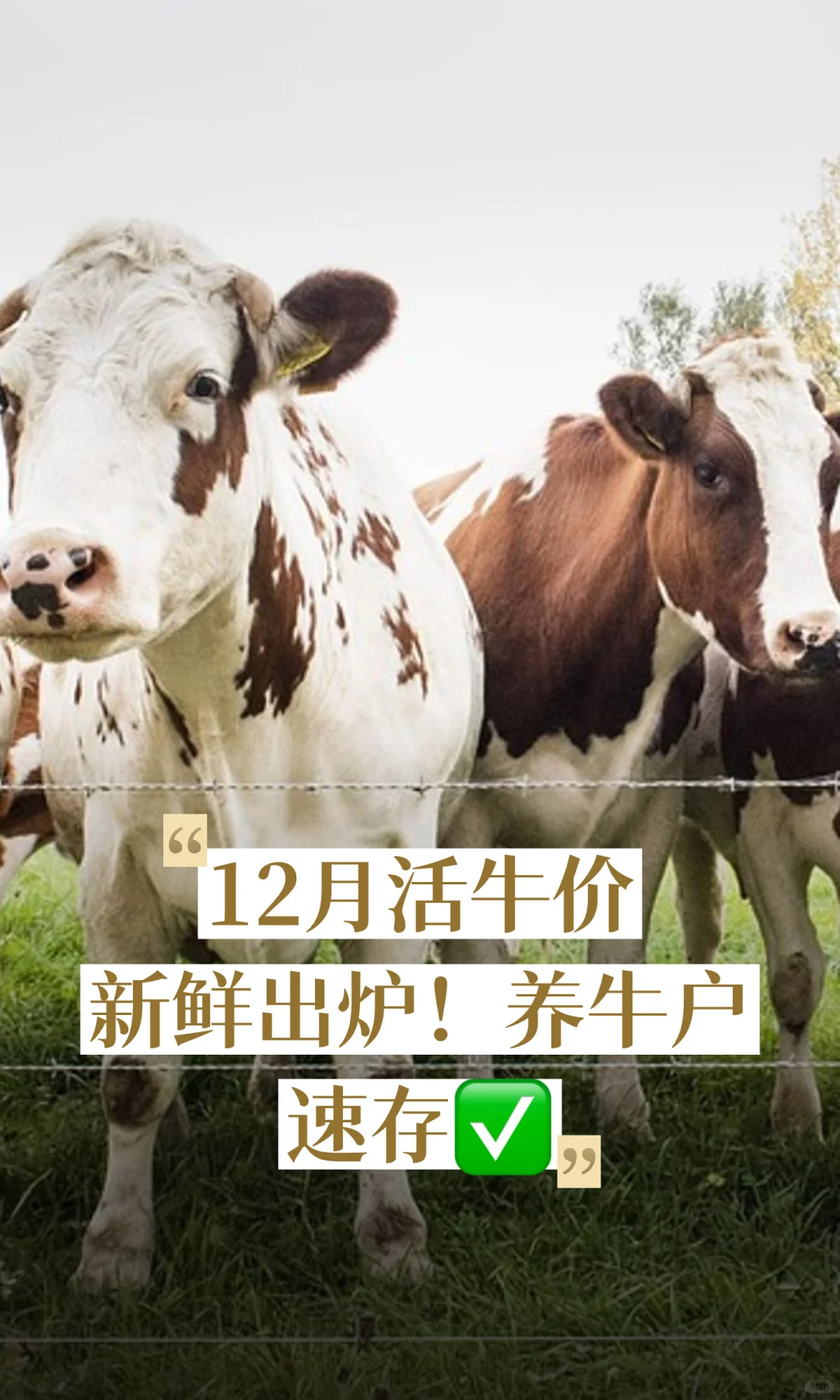 12�»�ţ�����ʳ�¯����ţ���ٴ�?