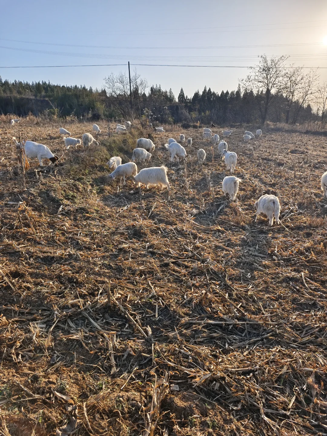 ��Ұ�ݺ����׸˳������