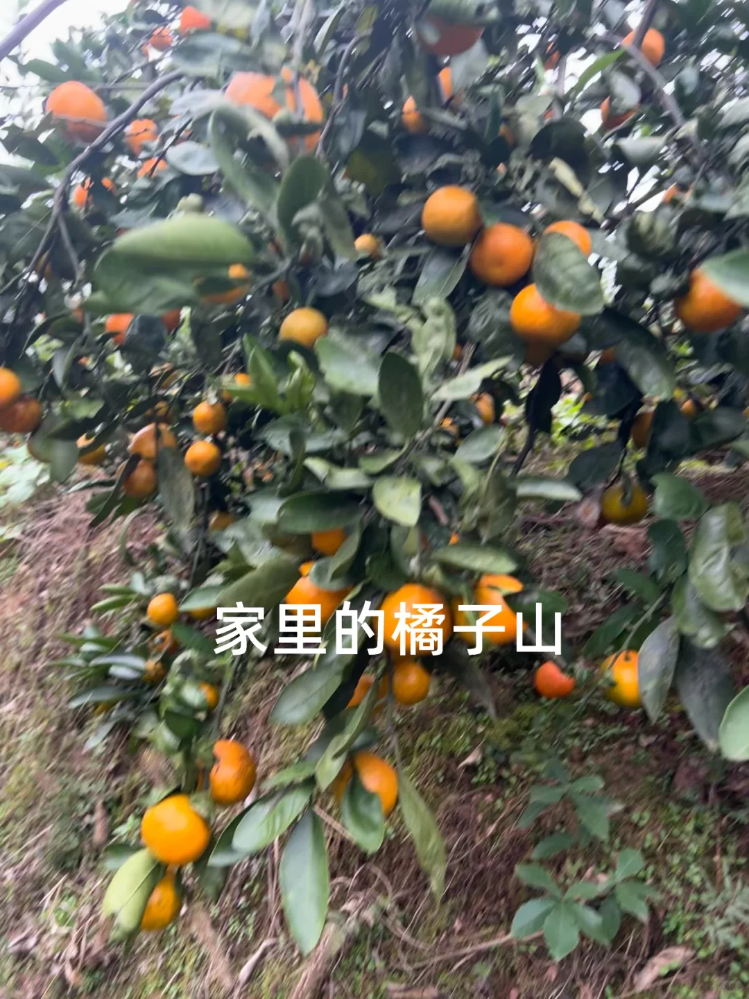 ���º�����������+Ԥ��