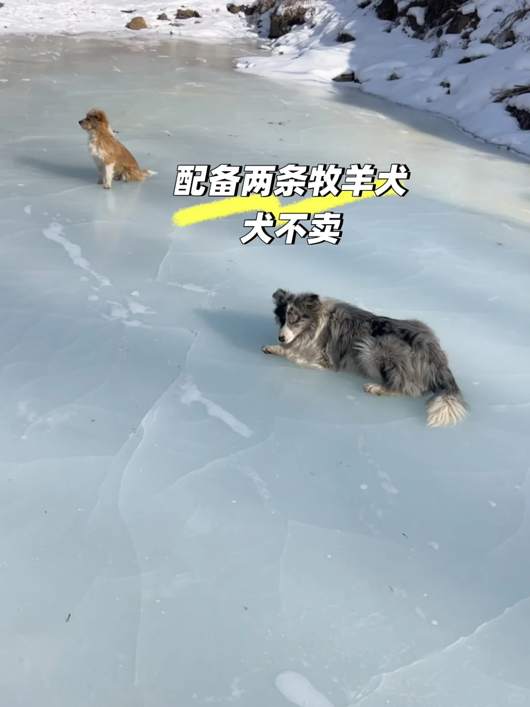 ���Ұ����� ����������