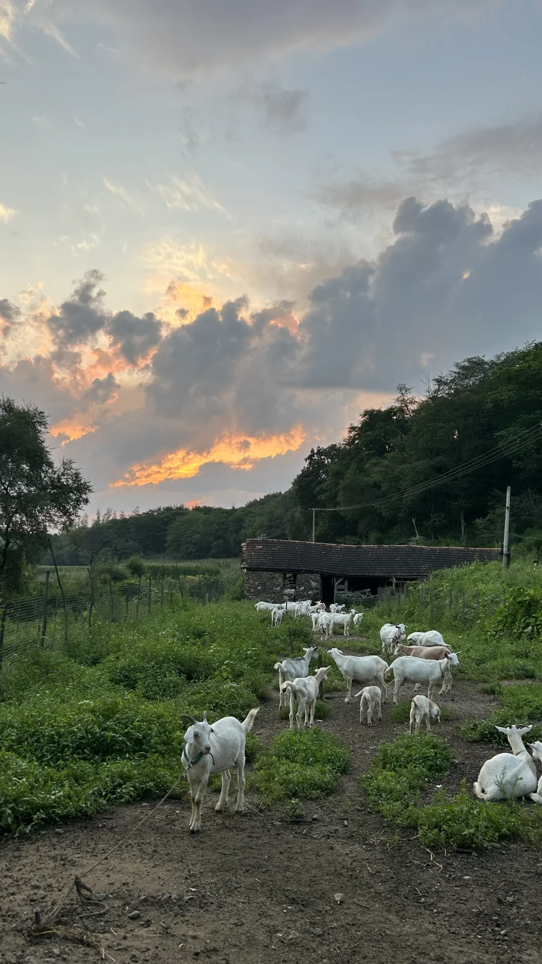 ���Ұ����� ����������