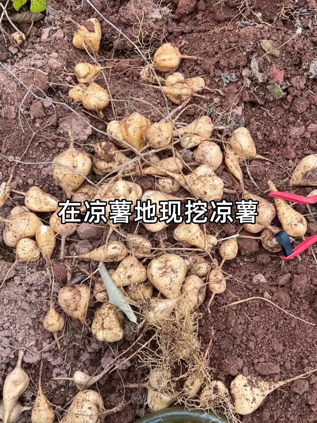 ���º�����������+Ԥ��