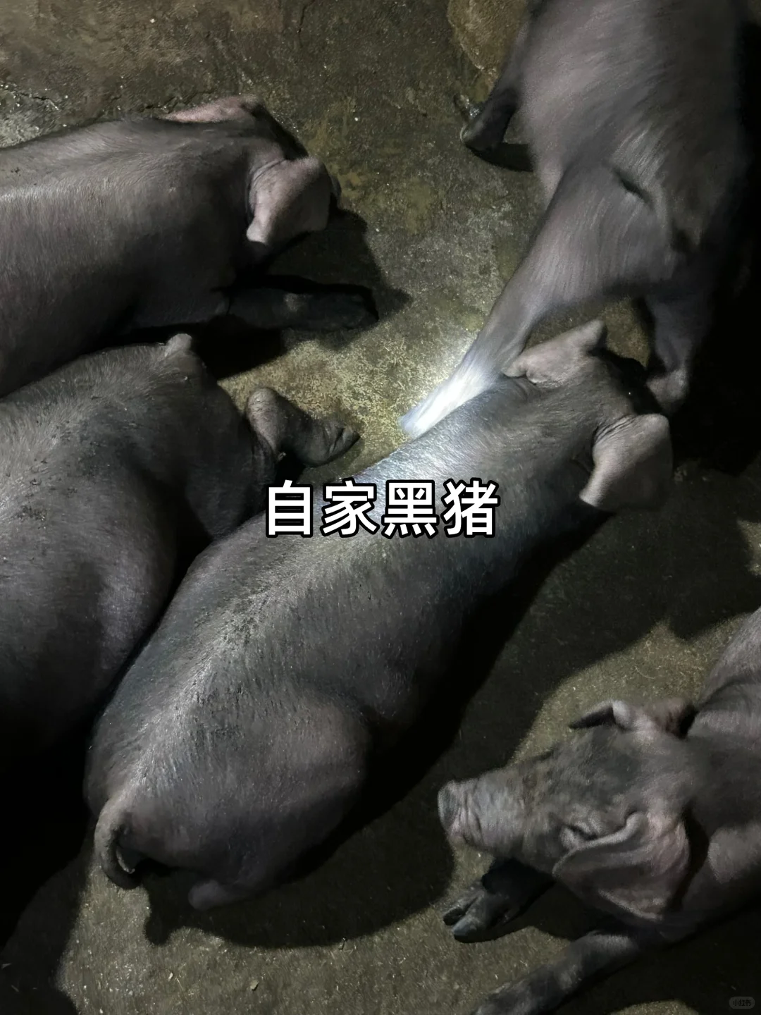 ���º�����������+Ԥ��