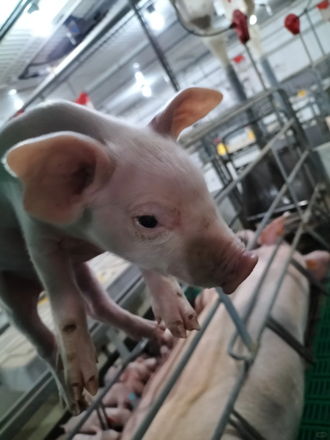 ǧ��Ҫ���������