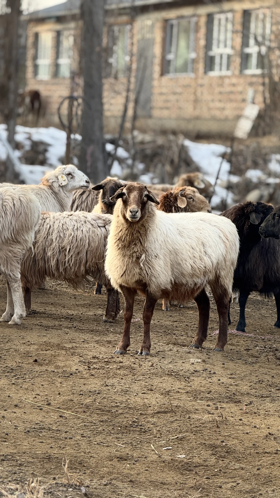 �����½���С������С���