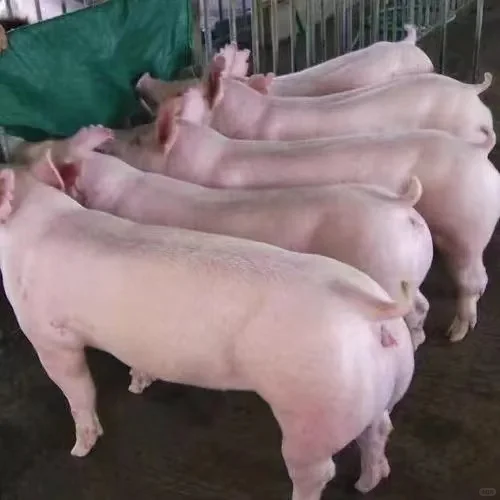 ����̫��ĸ��ͼƬ