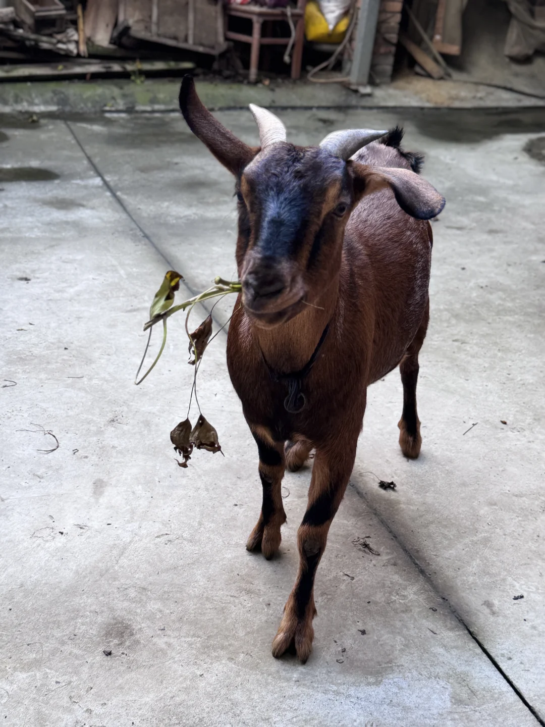 �ɶ�������������ʳι���������