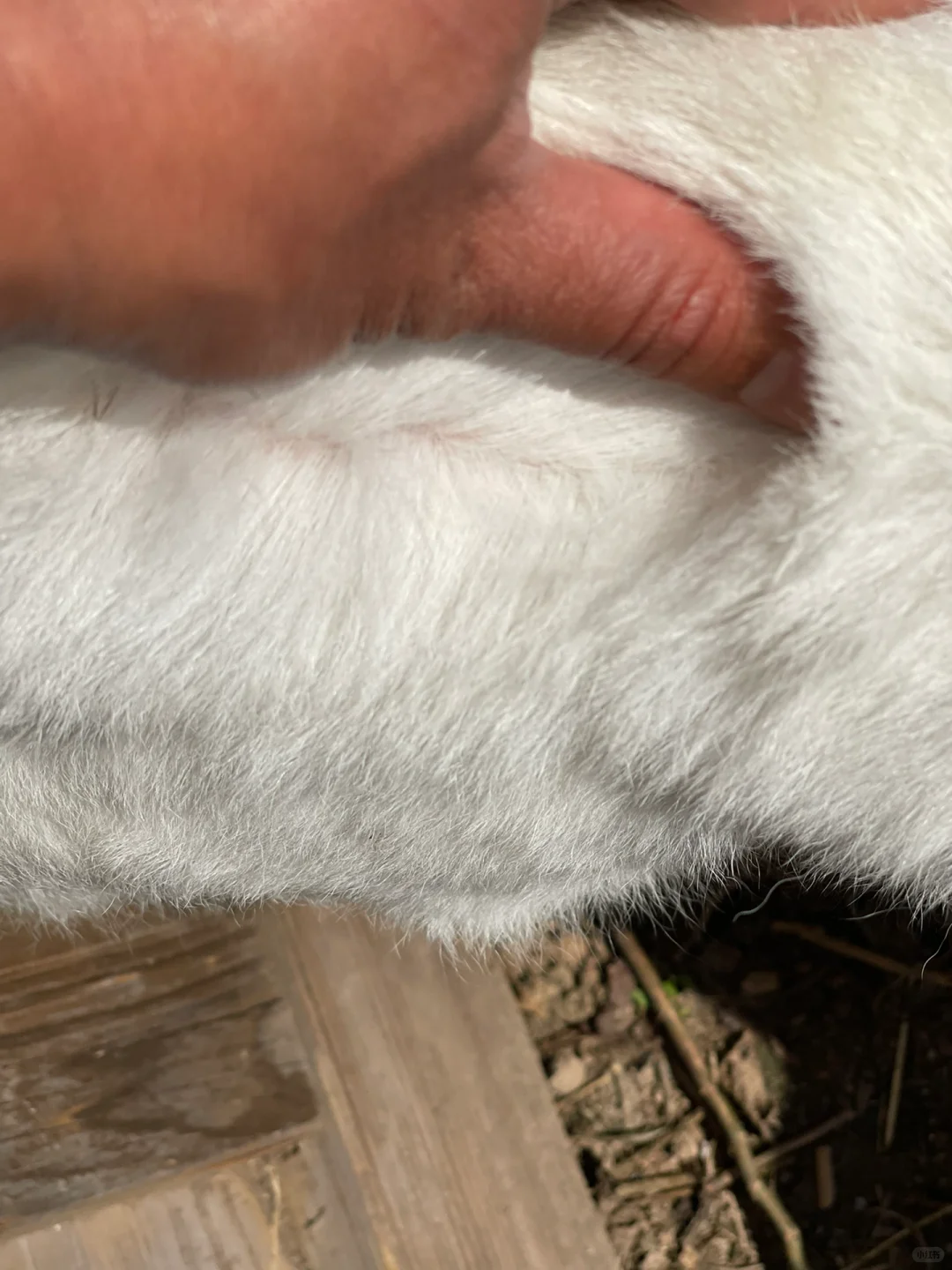 С��ë�ˣ����ģ�ë���޵ġ�