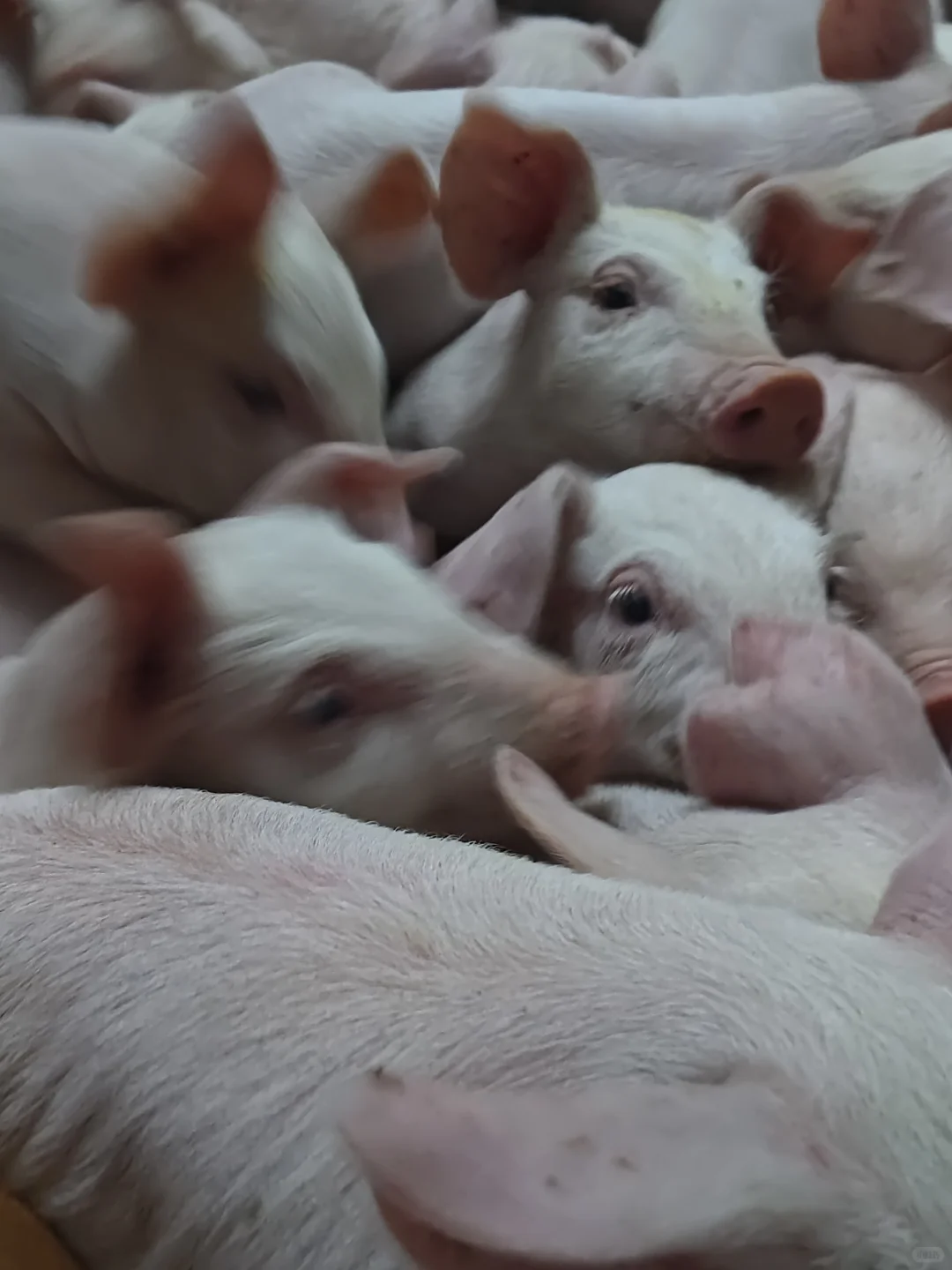 �����ĵڰ�ʮ����