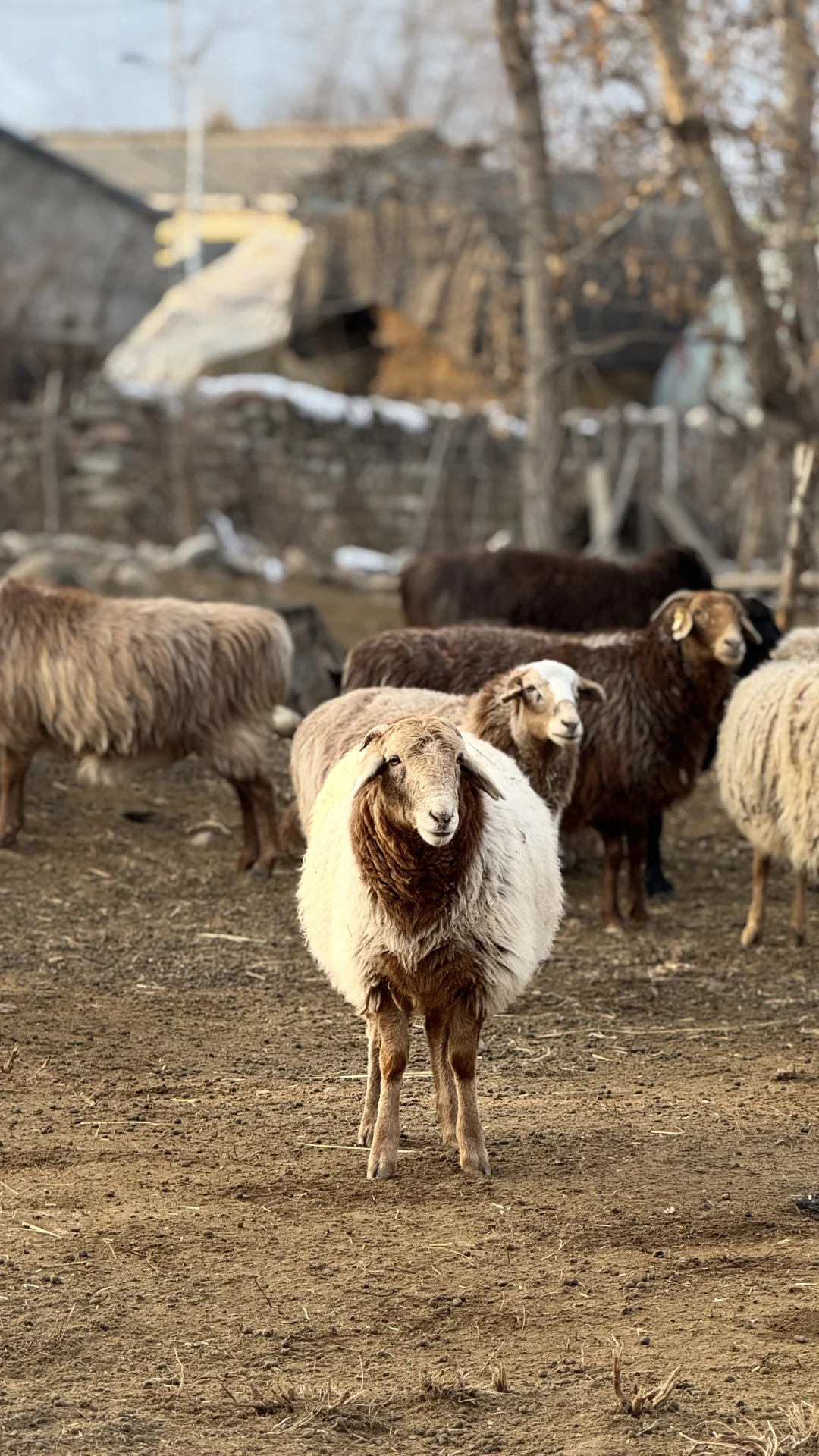 �����½���С������С���