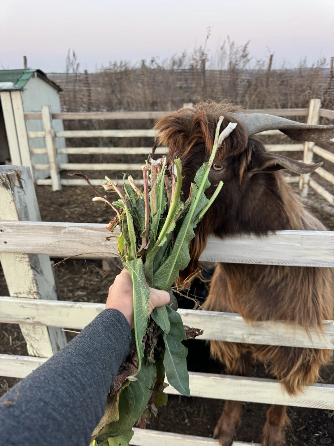 �����ˣ�ι����ɡ�