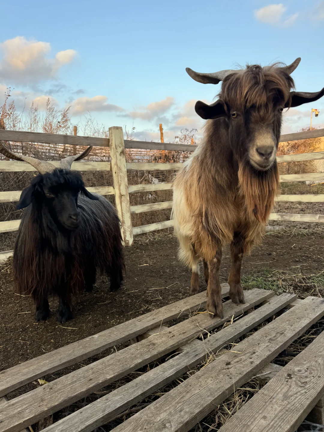 ��ã��׸���Ȧ