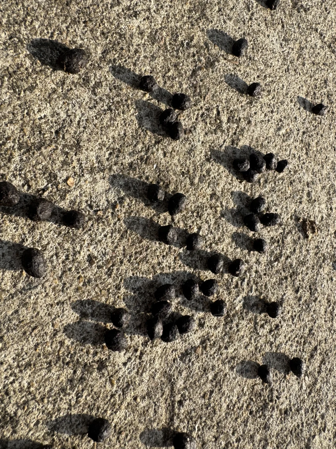 ������?��Ȼֲ�����