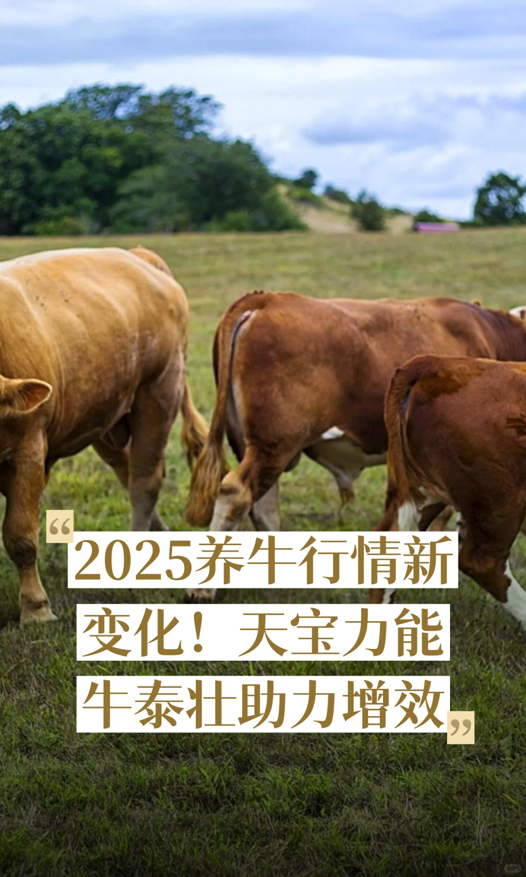 2025��ţ�����±仯���챦����ţ̩׳����