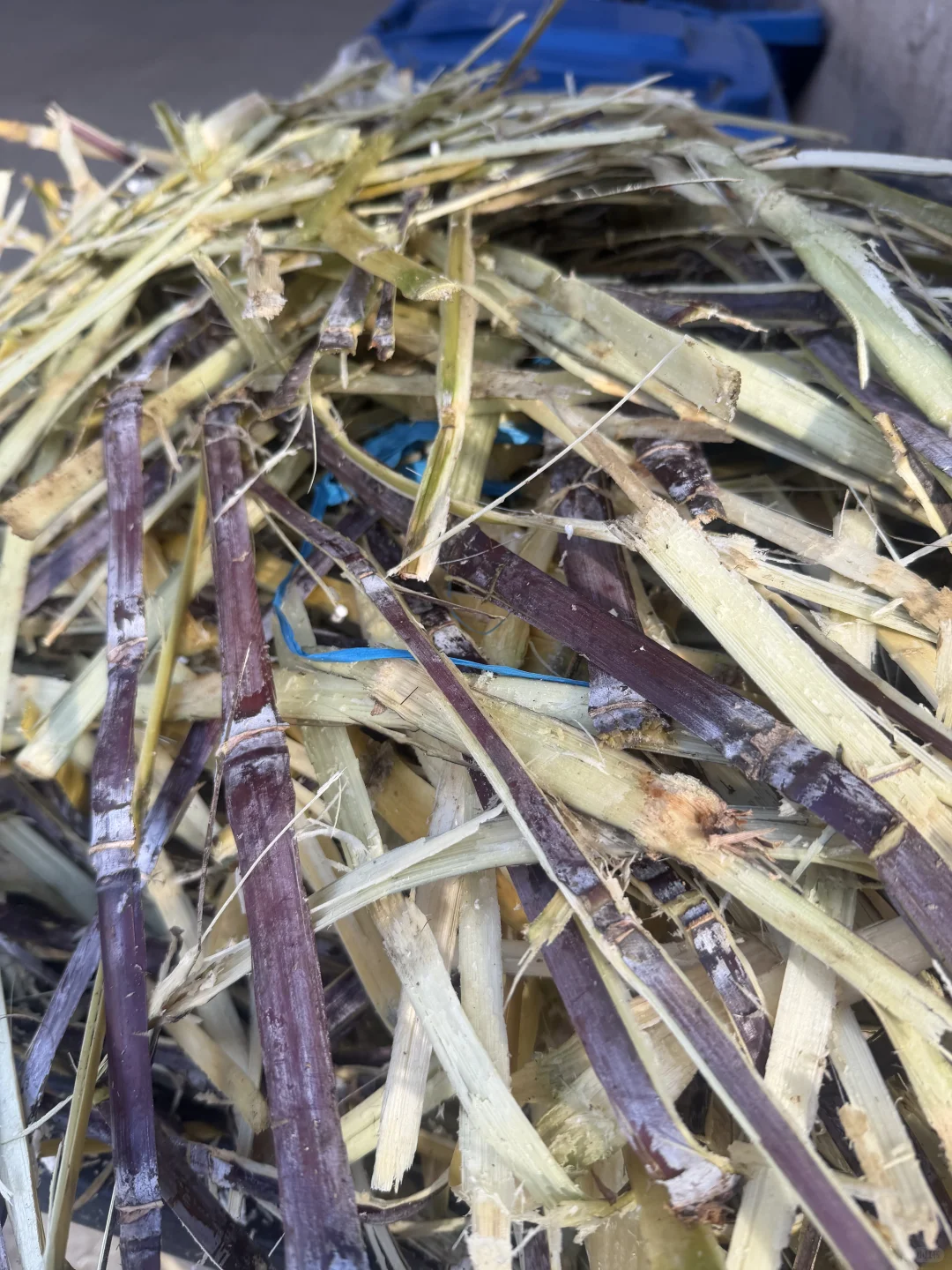 �����ܱ�ιţ�������и��ˡ�