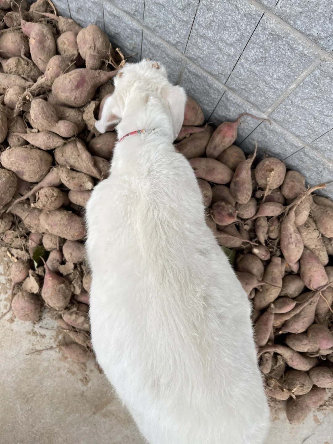 С��ë�ˣ����ģ�ë���޵ġ�