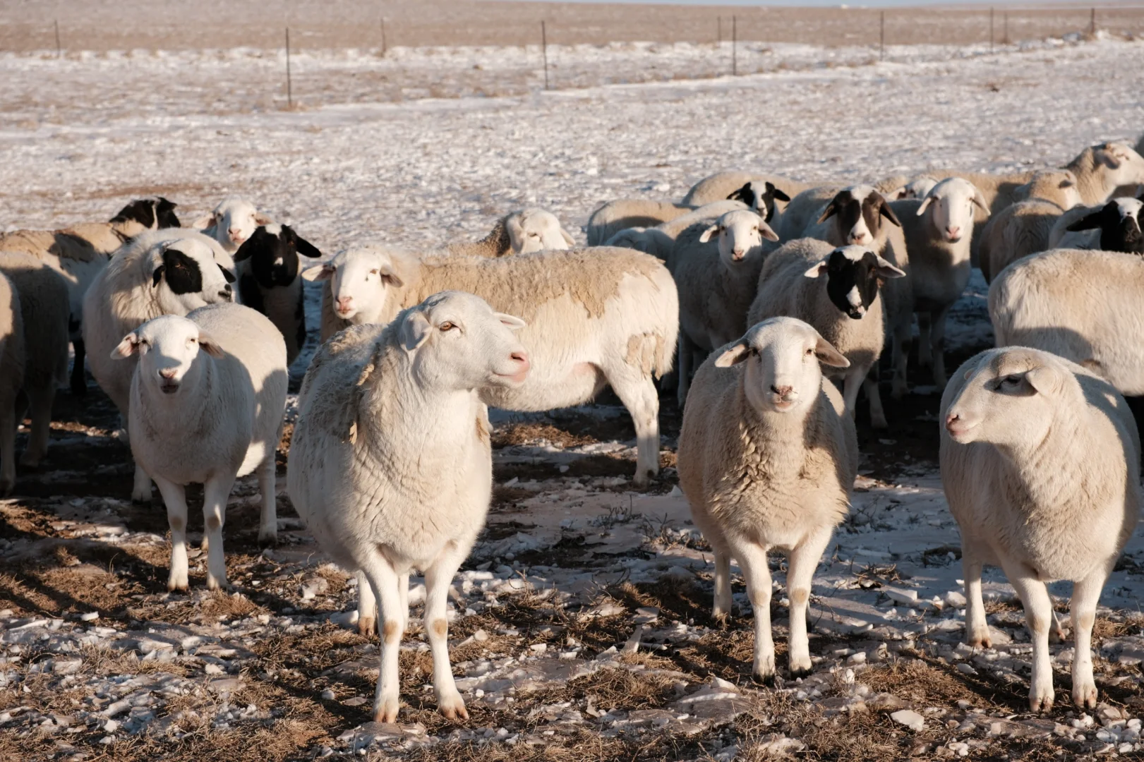 ��������/ ���ߵ�������