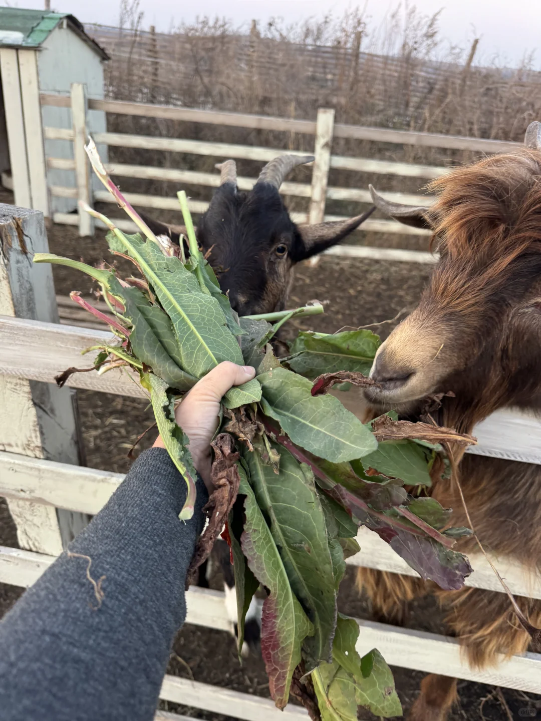 �����ˣ�ι����ɡ�