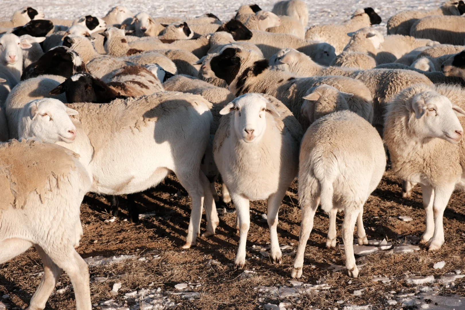 ��������/ ���ߵ�������