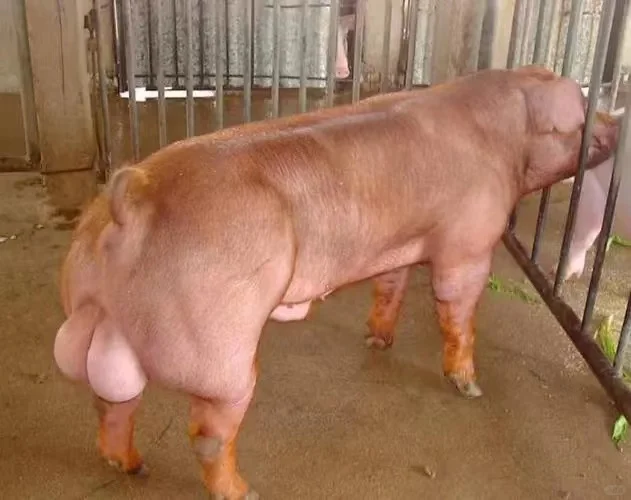 ����̫��ĸ��ͼƬ