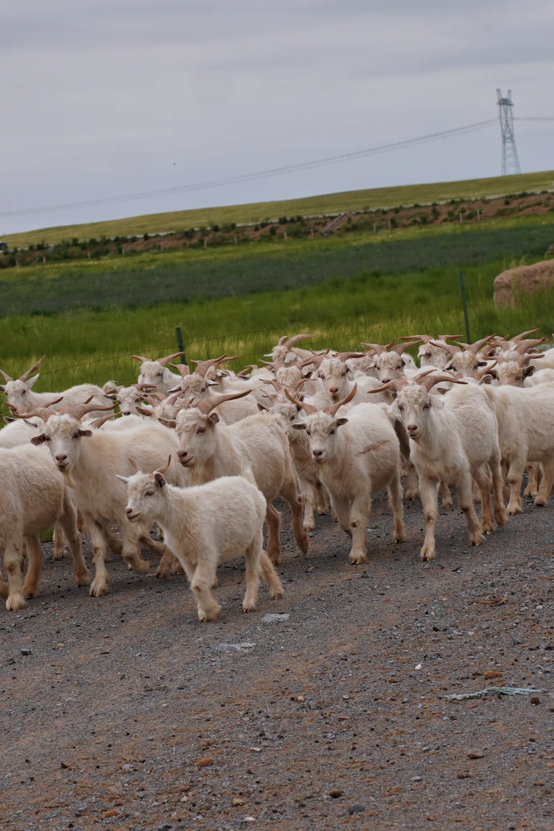 ��ԭ�����������컨��