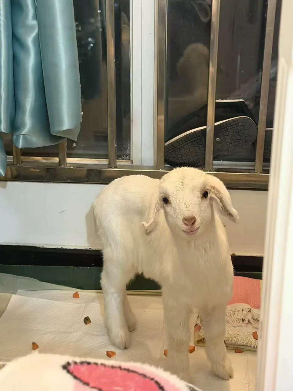 �����򱦱�