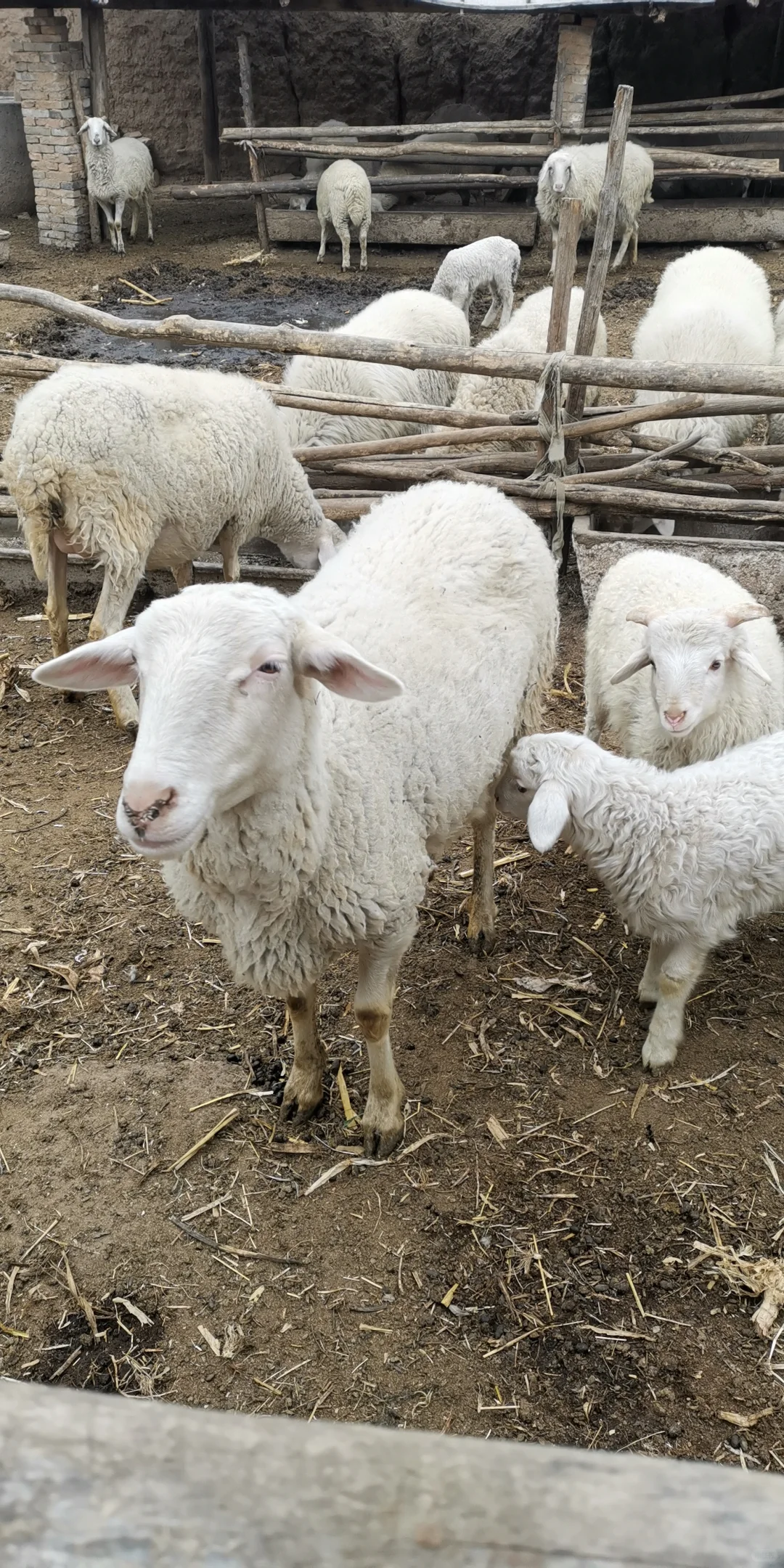 �����ڼ�����ɽ���������ڸ��