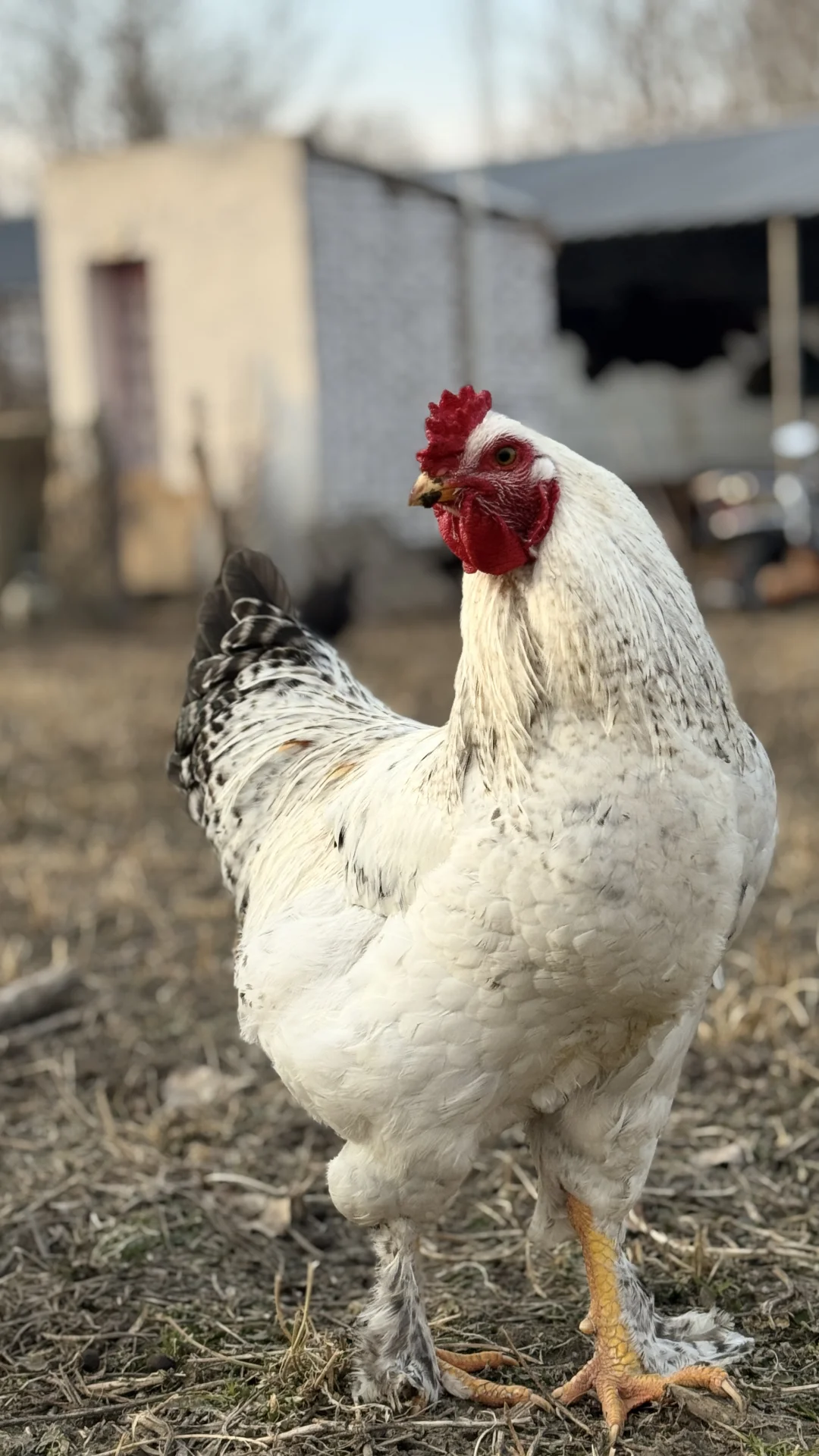 �����½���С������С���