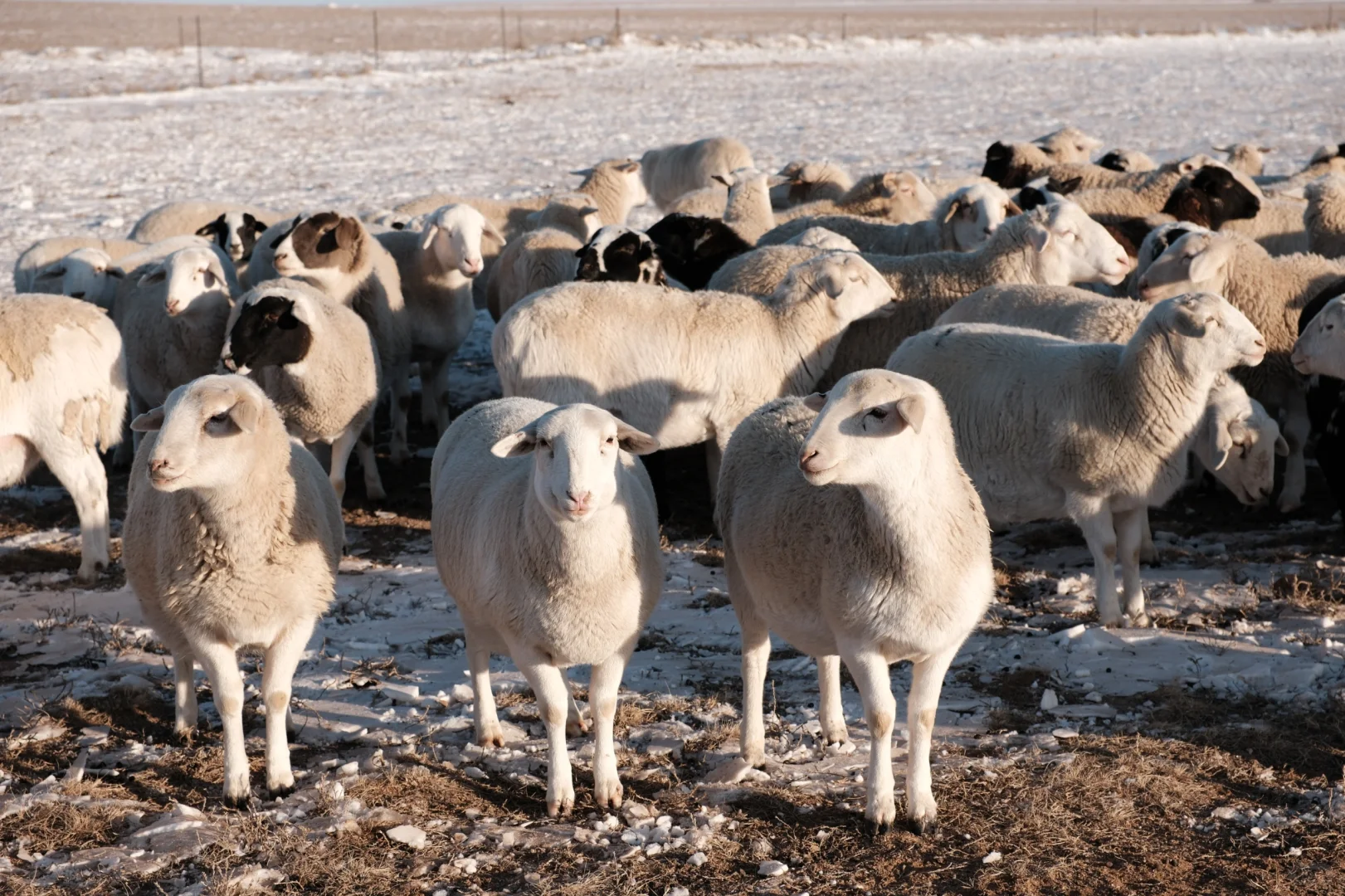 ��������/ ���ߵ�������